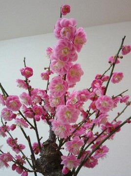 IMG00159.jpg
